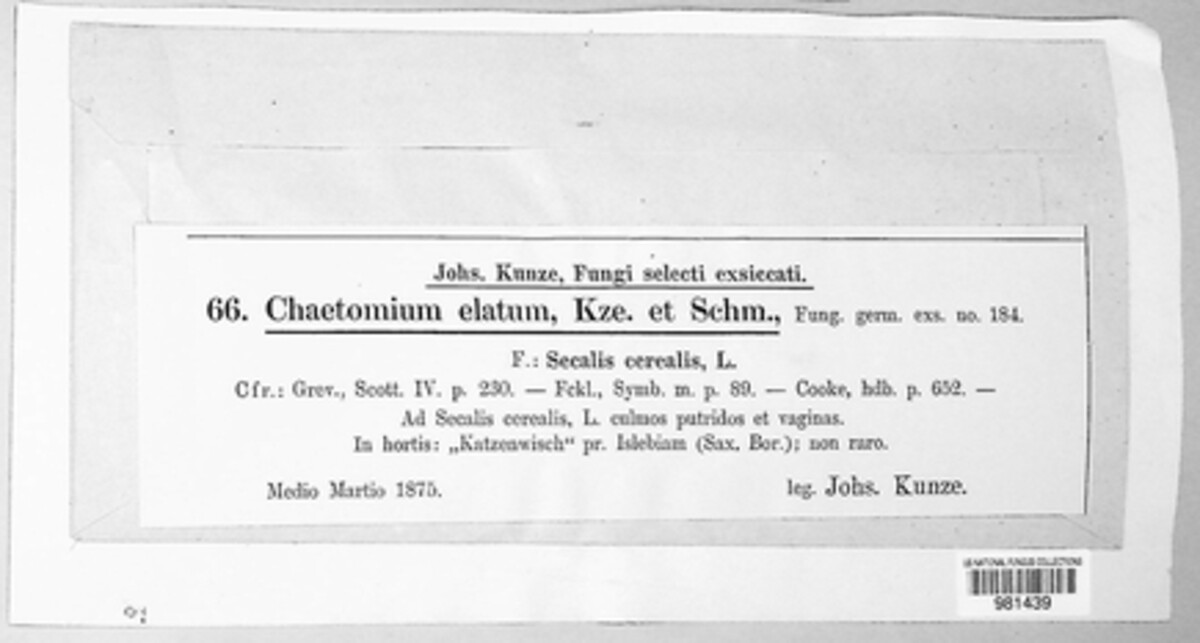 Chaetomium image